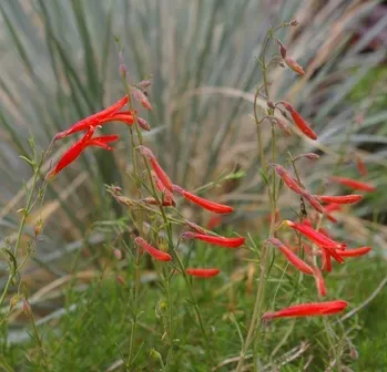 The Natural World Penstemon pinifolius plant oranje 2,5