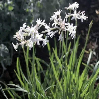The Natural World Tulbaghia violacea alba knoflookplant P9