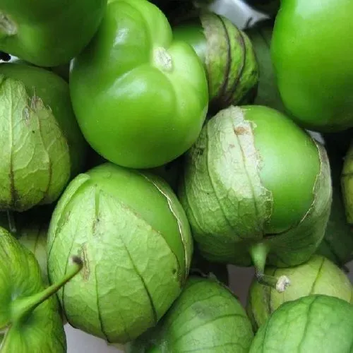 The Natural World Aardkers Tomatillo plant eetbaar