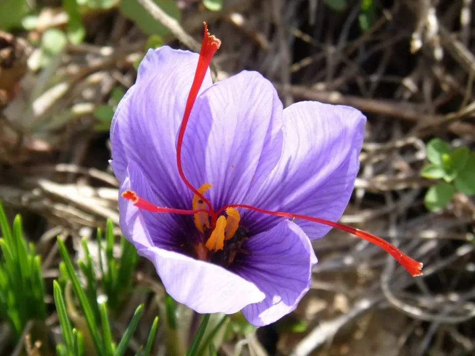 The Natural World Crocus sativus saffraanplant P9 eetbaar