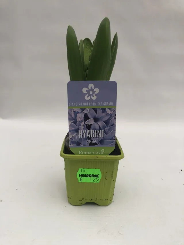 Hyacinthus Hyacint bloembollen gemengde kleuren