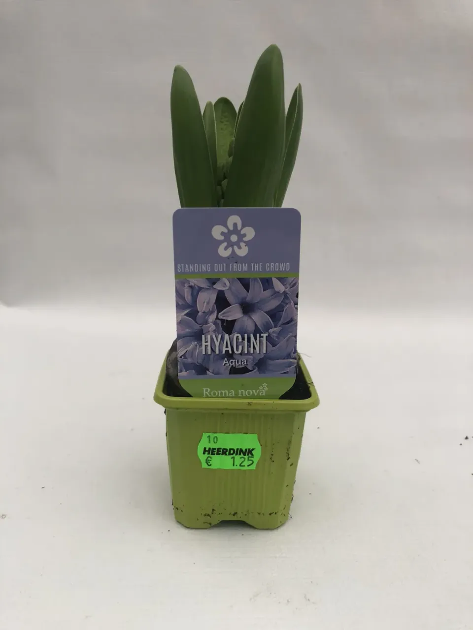 Hyacinthus Hyacint bloembollen gemengde kleuren
