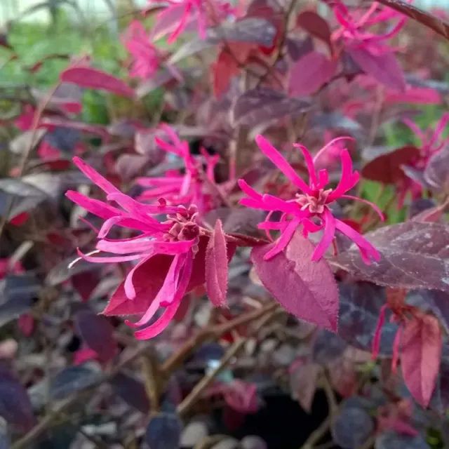 The Natural World Loropetalum Firedance struik rood blad