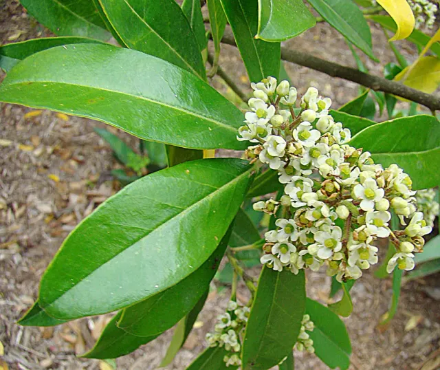 The Natural World Ilex paraguariensis mate theeplant eetbaar
