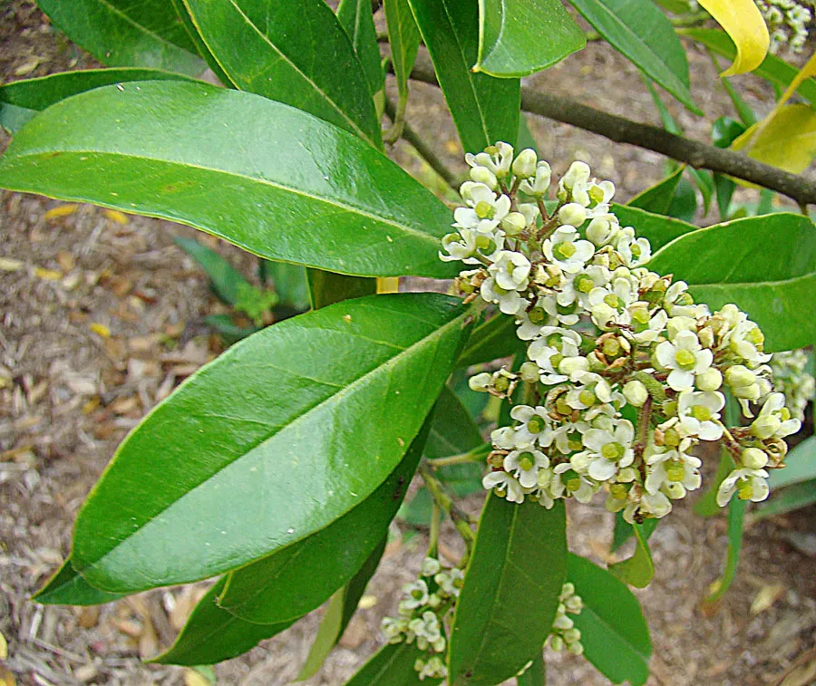 The Natural World Ilex paraguariensis mate theeplant eetbaar