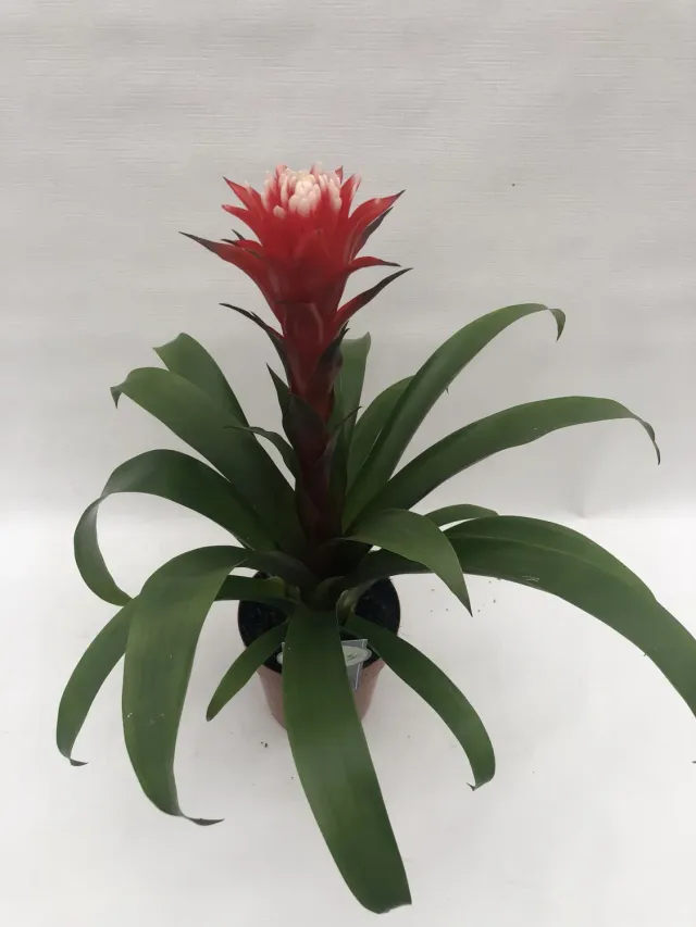 Tuincentrum Heerdink Guzmania Hope bromelia kamerplant rood
