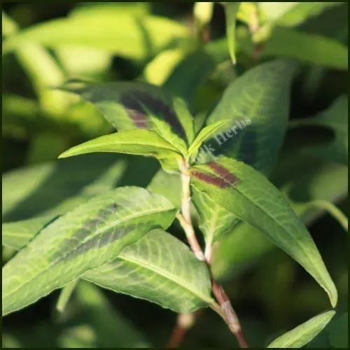 The Natural World Persicaria odorata korianderplant P9