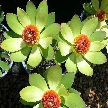 The Natural World Leucadendron laureolum struik wintergroen