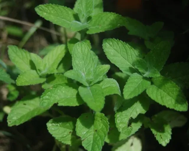 The Natural World Mentha haplocalyx zaden munt
