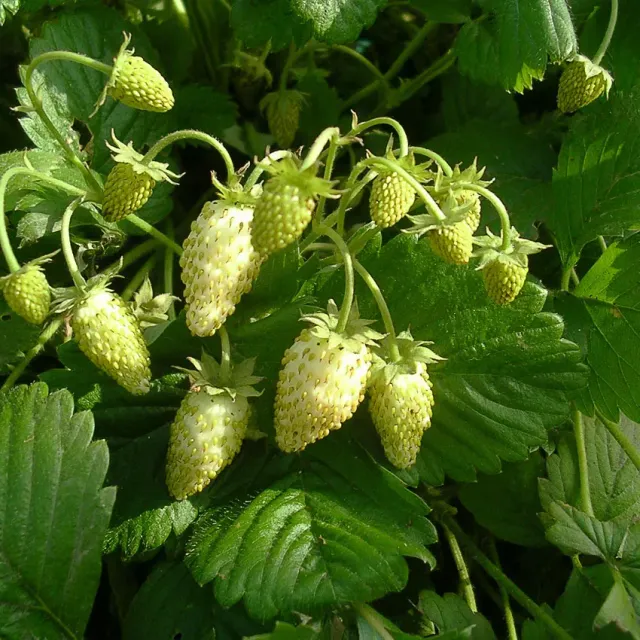 The Natural World Fragaria vesca Alpine Yellow aardbeiplant geel