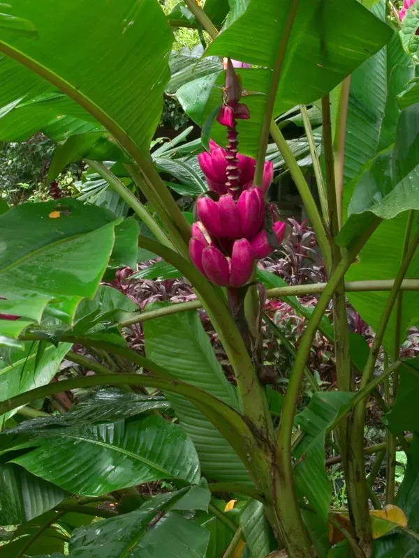 The Natural World Musa velutina plant roze banaan eetbaar