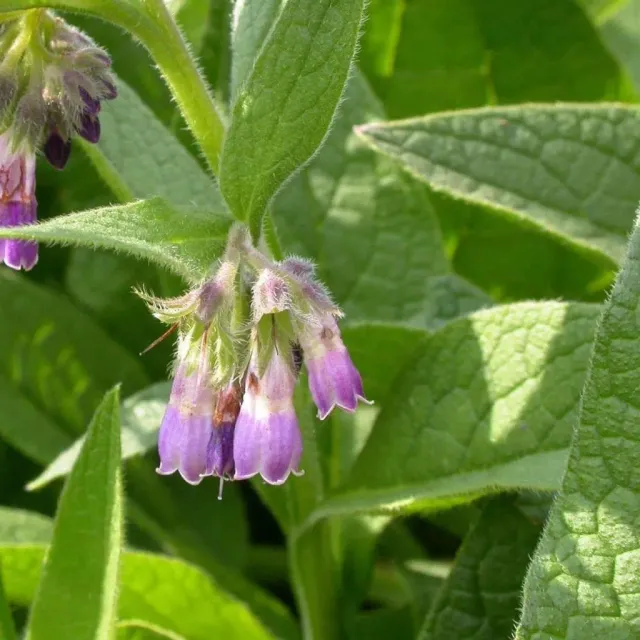 The Natural World Symphytum officinale plant P9 blad