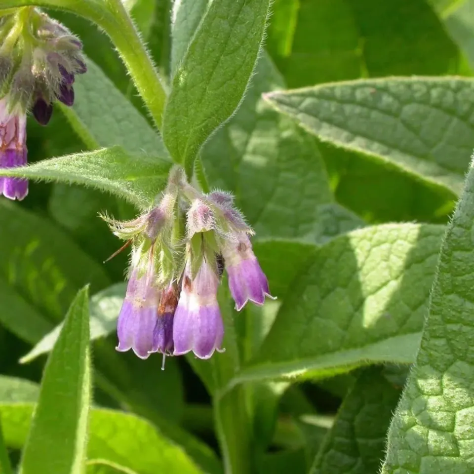 The Natural World Symphytum officinale plant P9 blad
