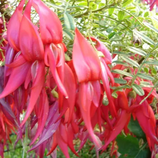 The Natural World Clianthus puniceus plant rood bloeiend