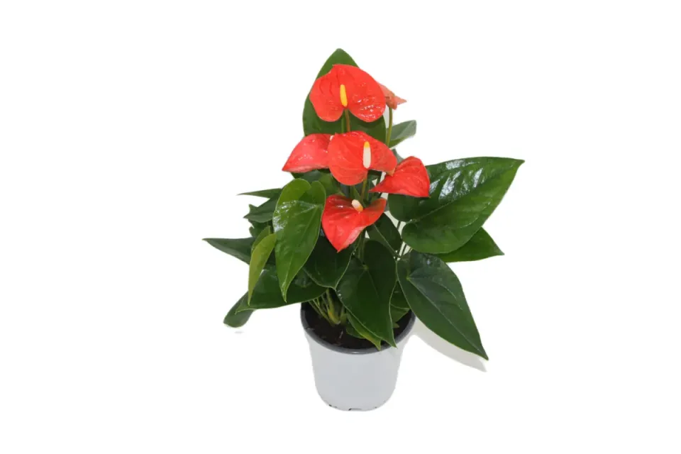 XL-Bloom XL.85 Jambo Orange stekje oranje