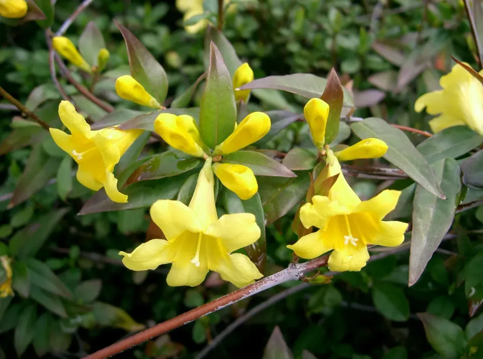 The Natural World Gelsemium sempervirens klimplant geel