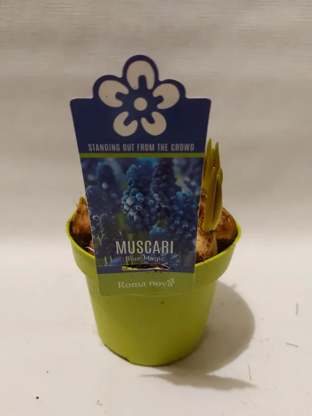 Tuincentrum Heerdink Muscari Blue Magic druifje 8 cm blauw