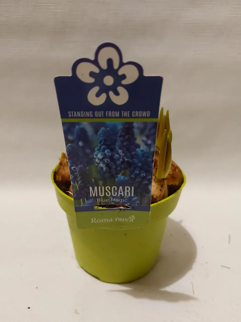 Tuincentrum Heerdink Muscari Blue Magic druifje 8 cm blauw