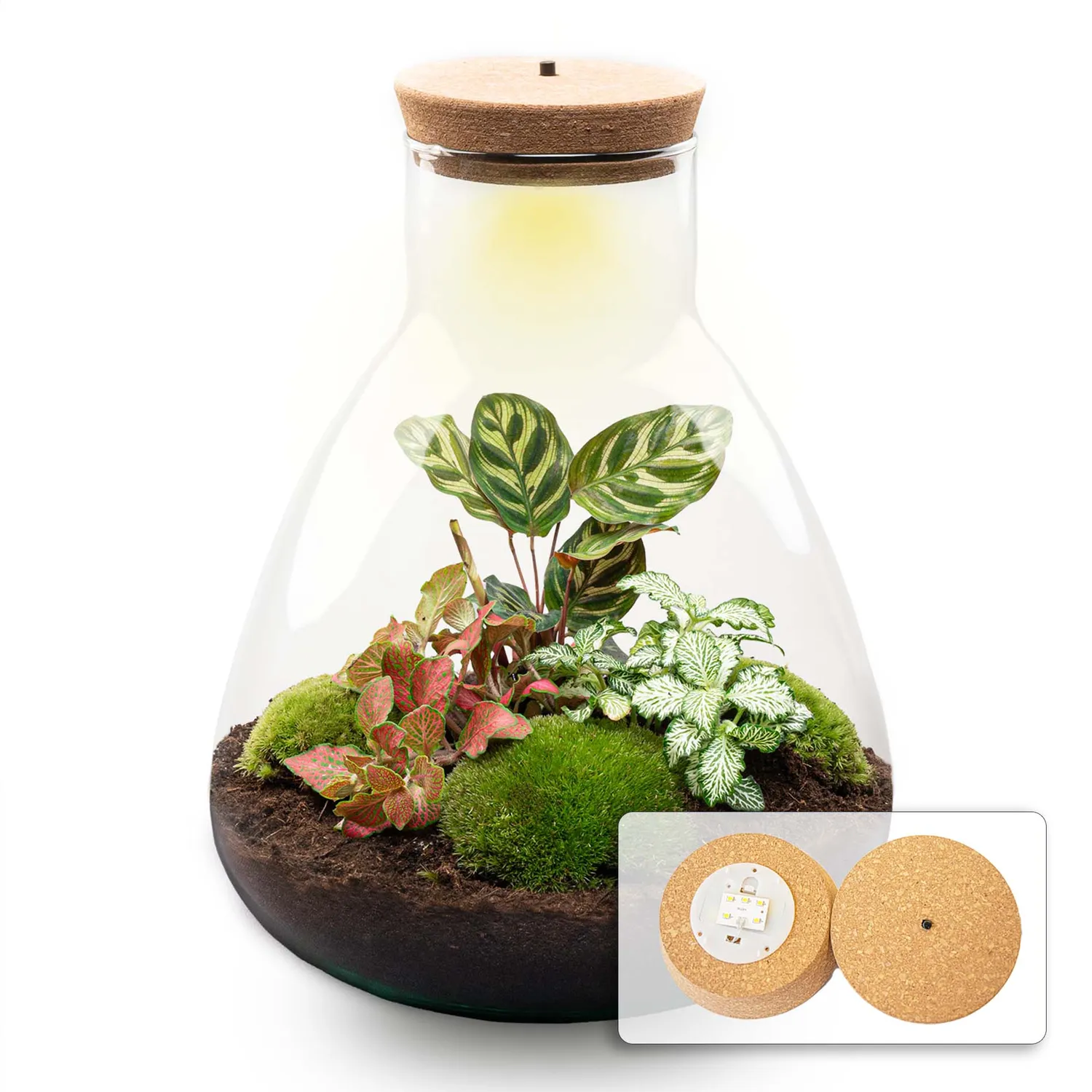Urbanjungl Sam Calathea planten terrarium kit 30 cm met licht