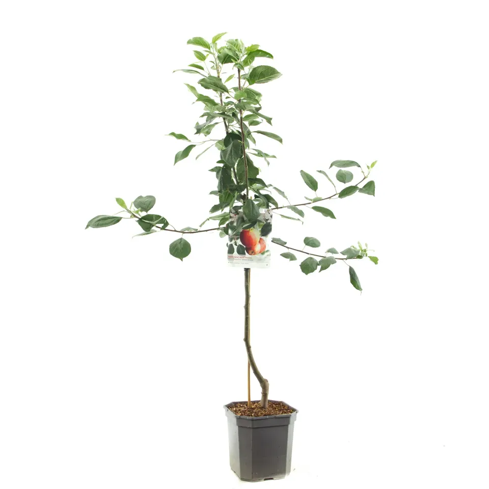 Tuincentrum Heerdink James Grieve appelboom hand-moesappel