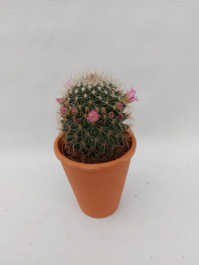 Tuincentrum Heerdink Mammillaria bolcactus