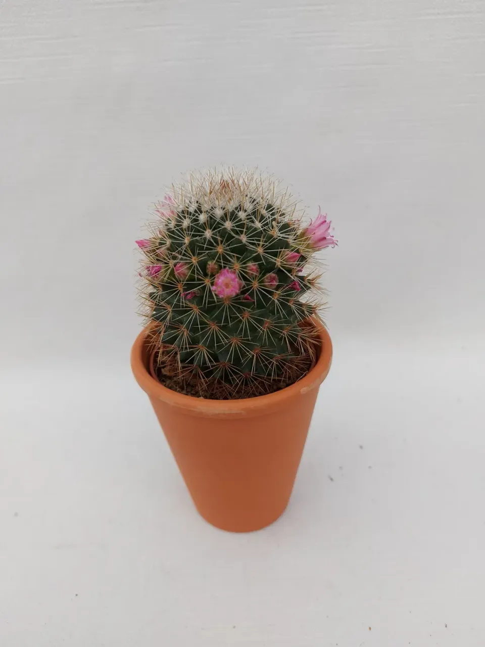 Tuincentrum Heerdink Mammillaria bolcactus