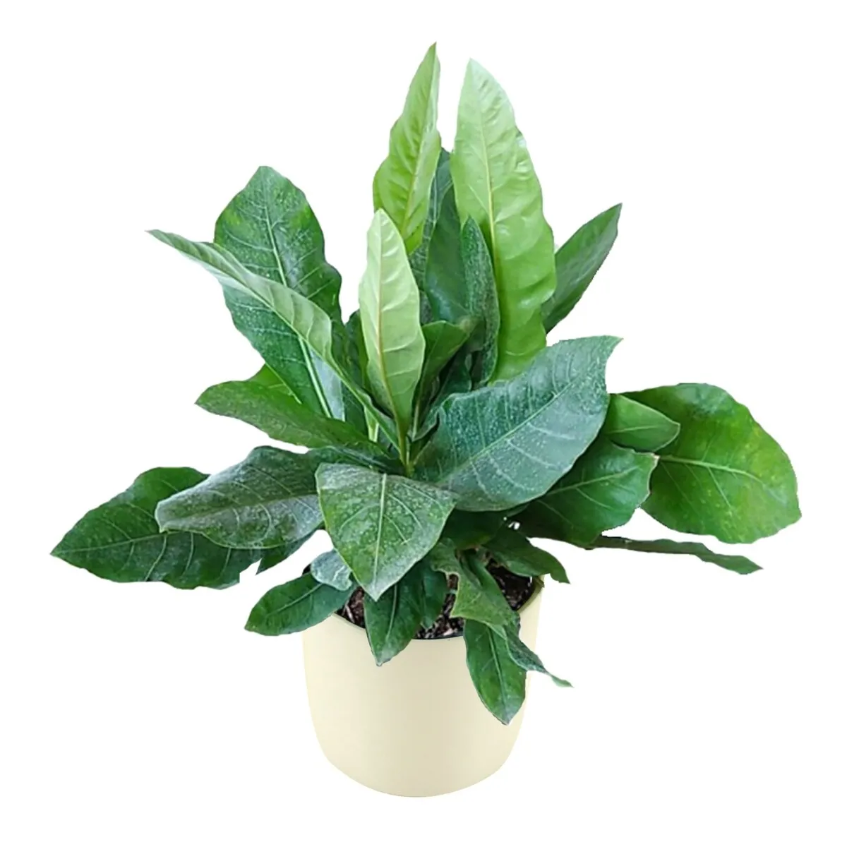 XL-Bloom 09 Hookerii Variegata jonge plant stekje bont