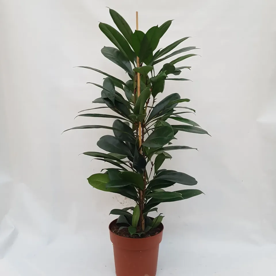 Heerdink Ficus cyathistipula kamerplant vijgenboom