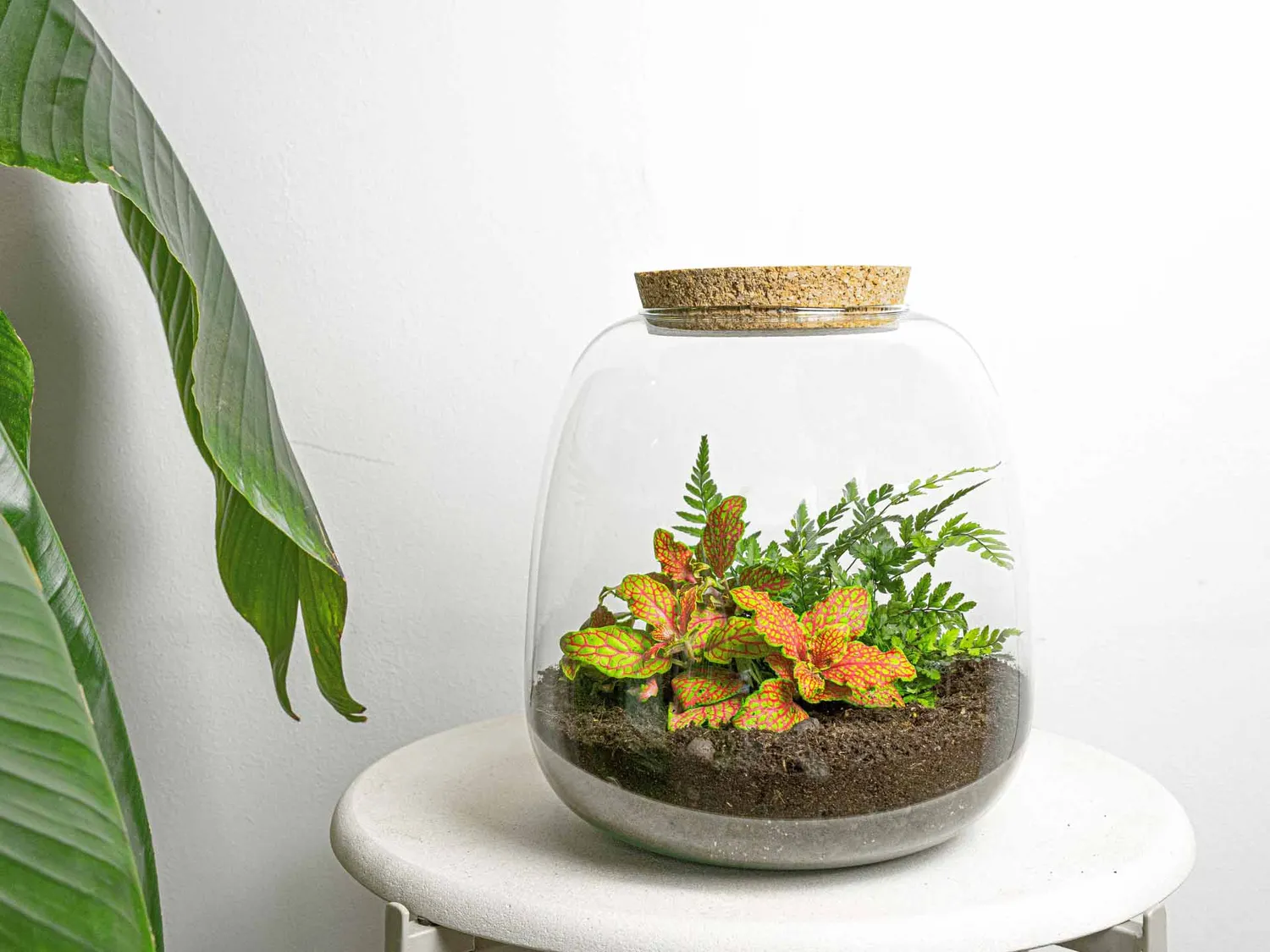 Emma Mini terrarium DIY kit Fittonia 19 cm met kurk