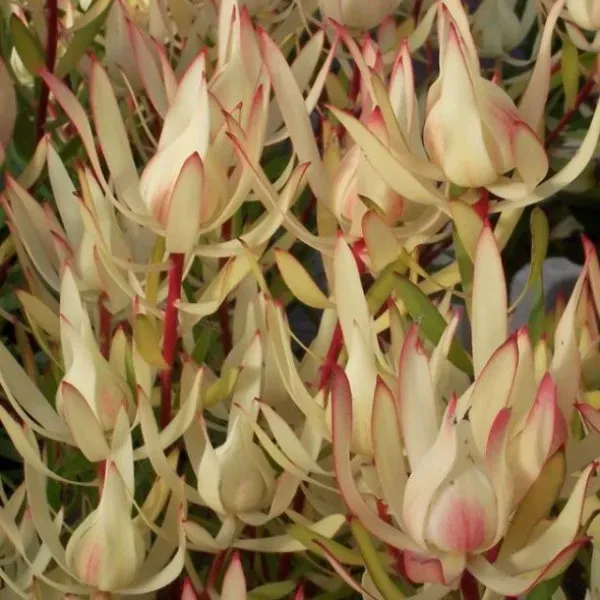 The Natural World Leucadendron Cream Delight plant