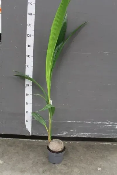 Tuincentrum Heerdink Cocos nucifera kokospalm met noot