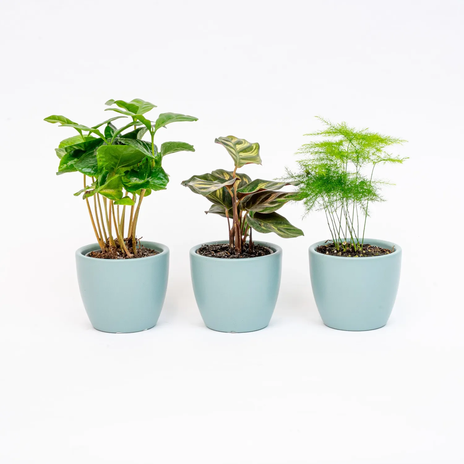 Urbanjungl Plantenset 3 Mini Pot Ø6 cm planten blauw