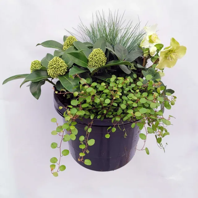 Huyskweker Gameren Neva hangplant MM moestuin