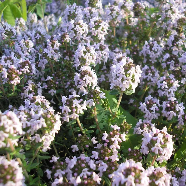 The Natural World Thymus vulgaris Compactus tijmplant P9