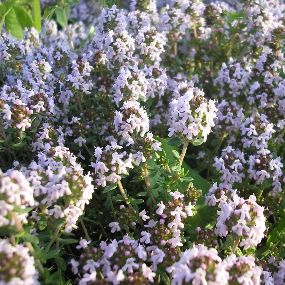 The Natural World Thymus vulgaris Compactus tijmplant P9