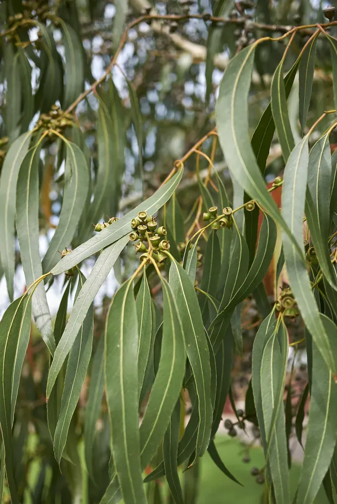 The Natural World Eucalyptus dalrympleana plant P11