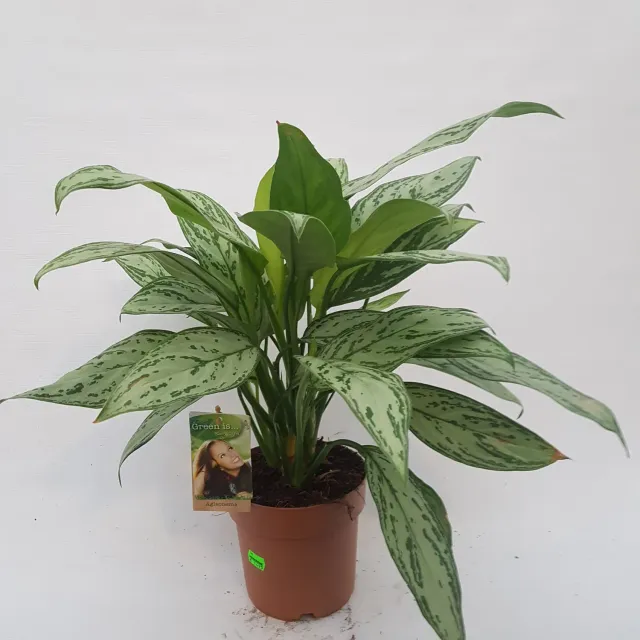 Aglaonema Stripes kamerplant bont blad