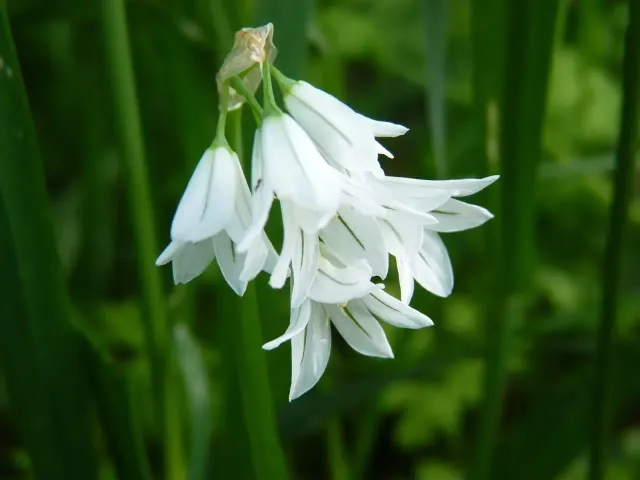 The Natural World Allium triquetrum plant P9 eetbaar