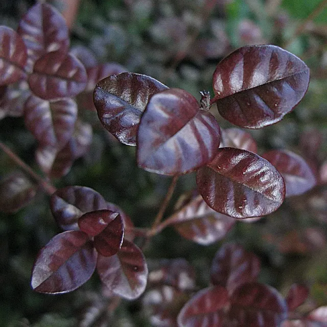 The Natural World Lophomyrtus Purpureum Nana struik paars