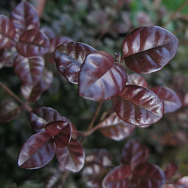 The Natural World Lophomyrtus Purpureum Nana struik paars