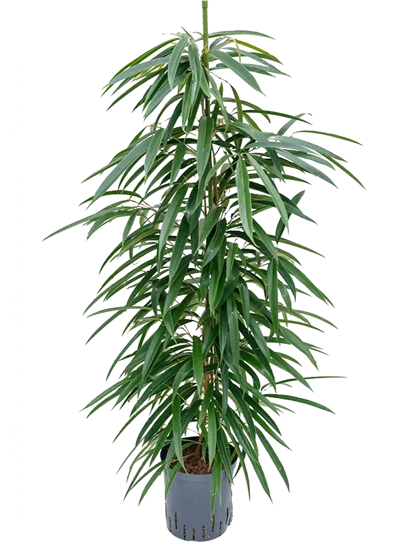 Tuincentrum Heerdink Ficus binnendijkii Allii kamervijg smalblad