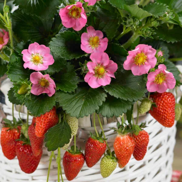 The Natural World Fragaria Toscana aardbeiplant roze