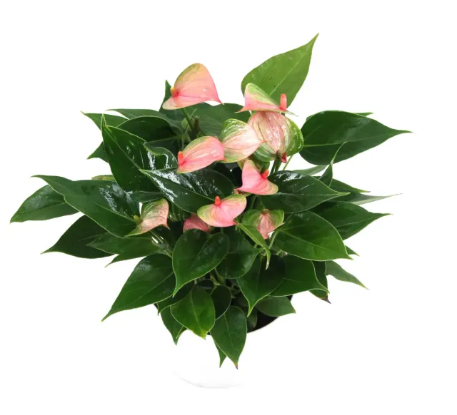 XL-Bloom YoungPlants XL.Opa.9 Trillions Pink jonge plant