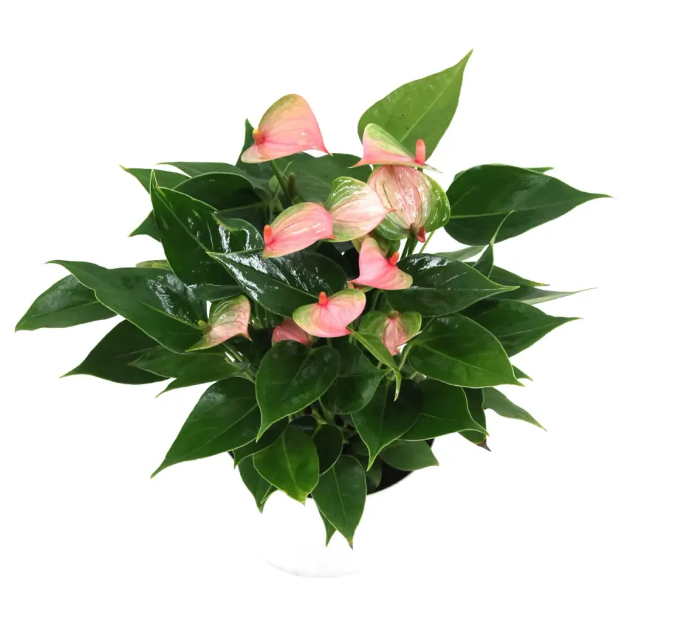 XL-Bloom YoungPlants XL.Opa.9 Trillions Pink jonge plant