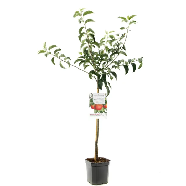 Tuincentrum Heerdink Malus Rode van Boskoop appelboom eetbaar