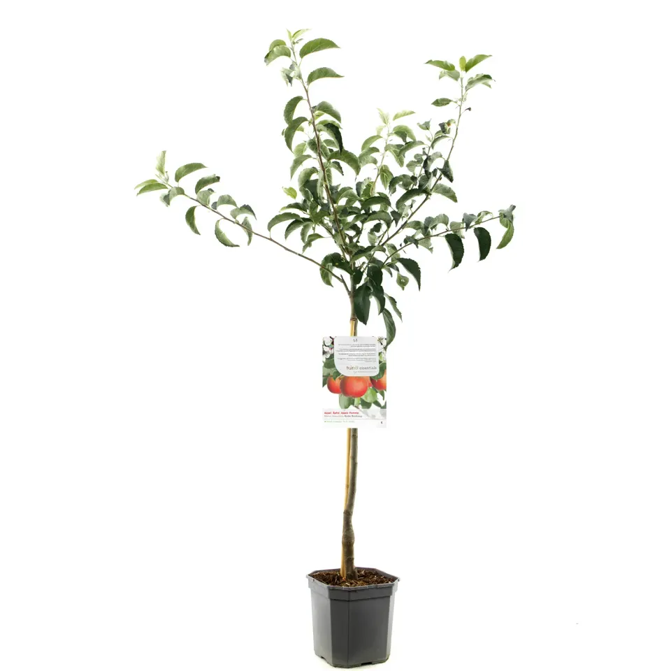 Tuincentrum Heerdink Malus Rode van Boskoop appelboom eetbaar
