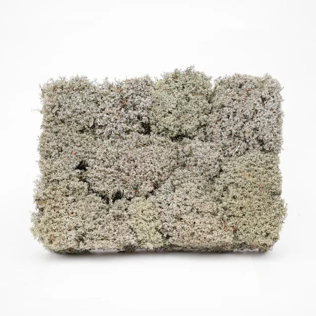 Urbanjungl Levend zilvermos tray 2x 20x30 cm