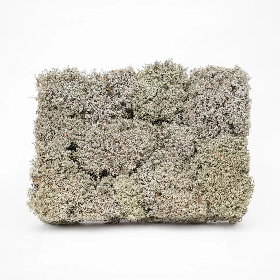 Urbanjungl Levend zilvermos tray 2x 20x30 cm