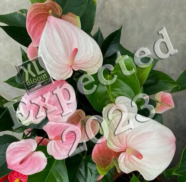 XL-Bloom YoungPlants XL.Opa.8 Great Pink plant roze bloem