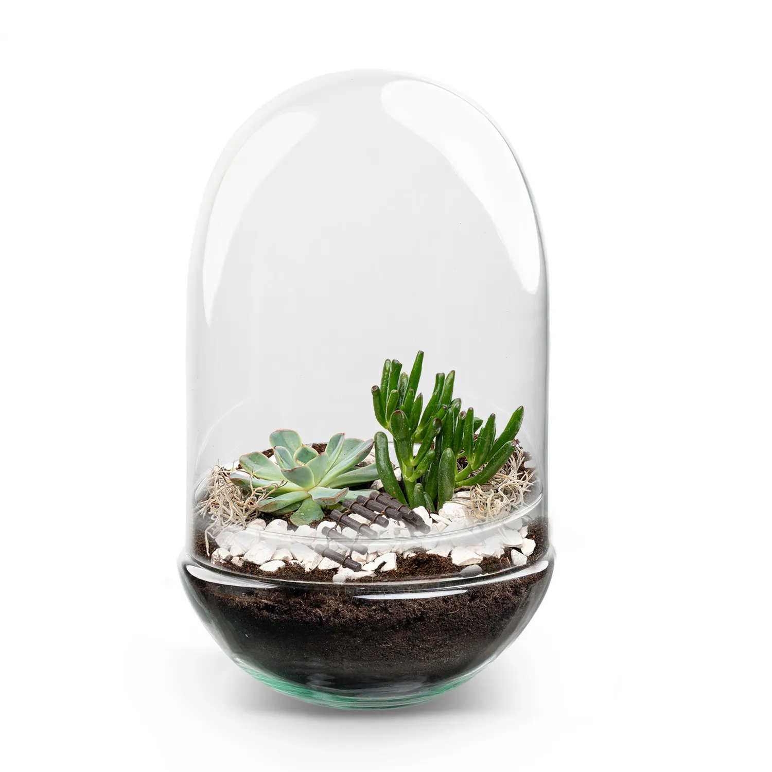 Urbanjungl Egg XL terrarium DIY kit 2 succulenten